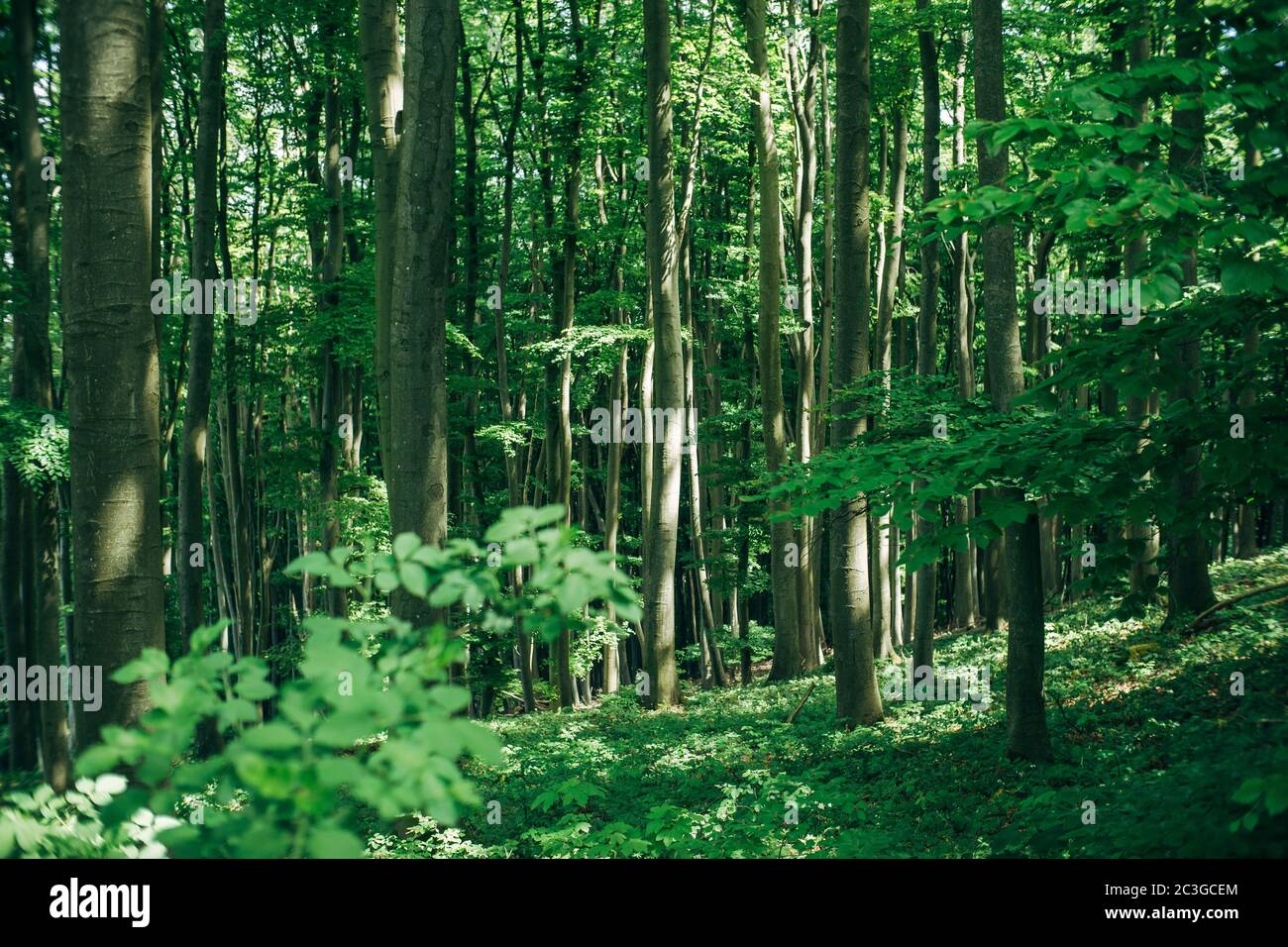 Raggi del sole nella foresta di faggio. Trekking, viaggi e legname industrie concetto. Foto Stock