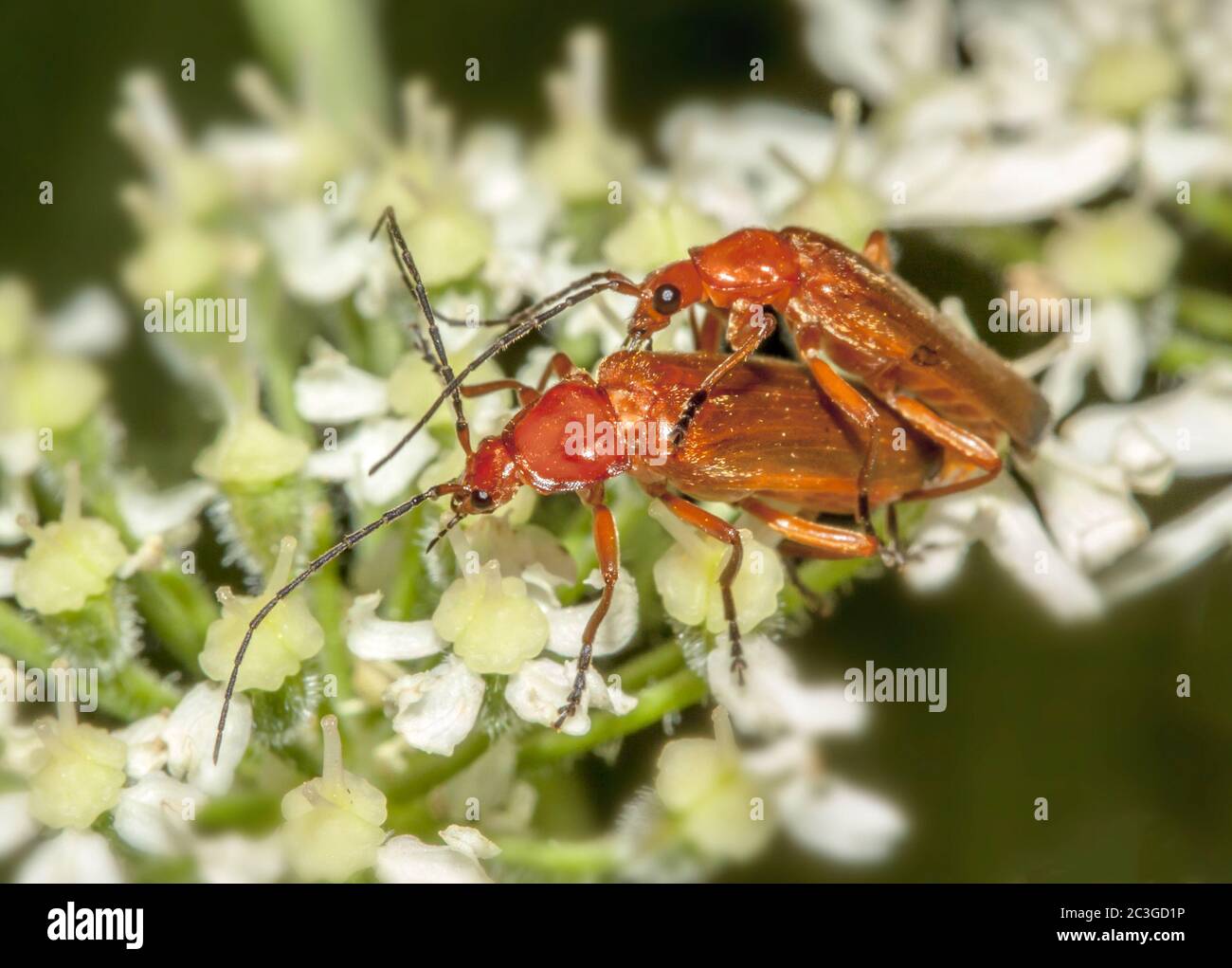 Il soldato rosso 'Rhagonycha fulva' Foto Stock