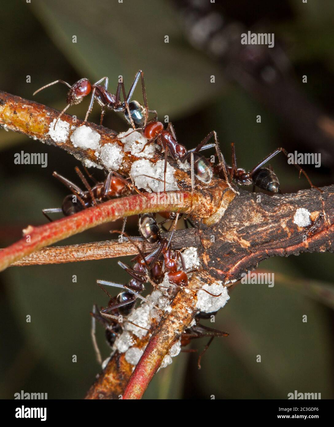 Formiche grandi rosse e nere che si nutrono su insetti di scala sul ramo di arbusto contro sfondo verde scuro Foto Stock