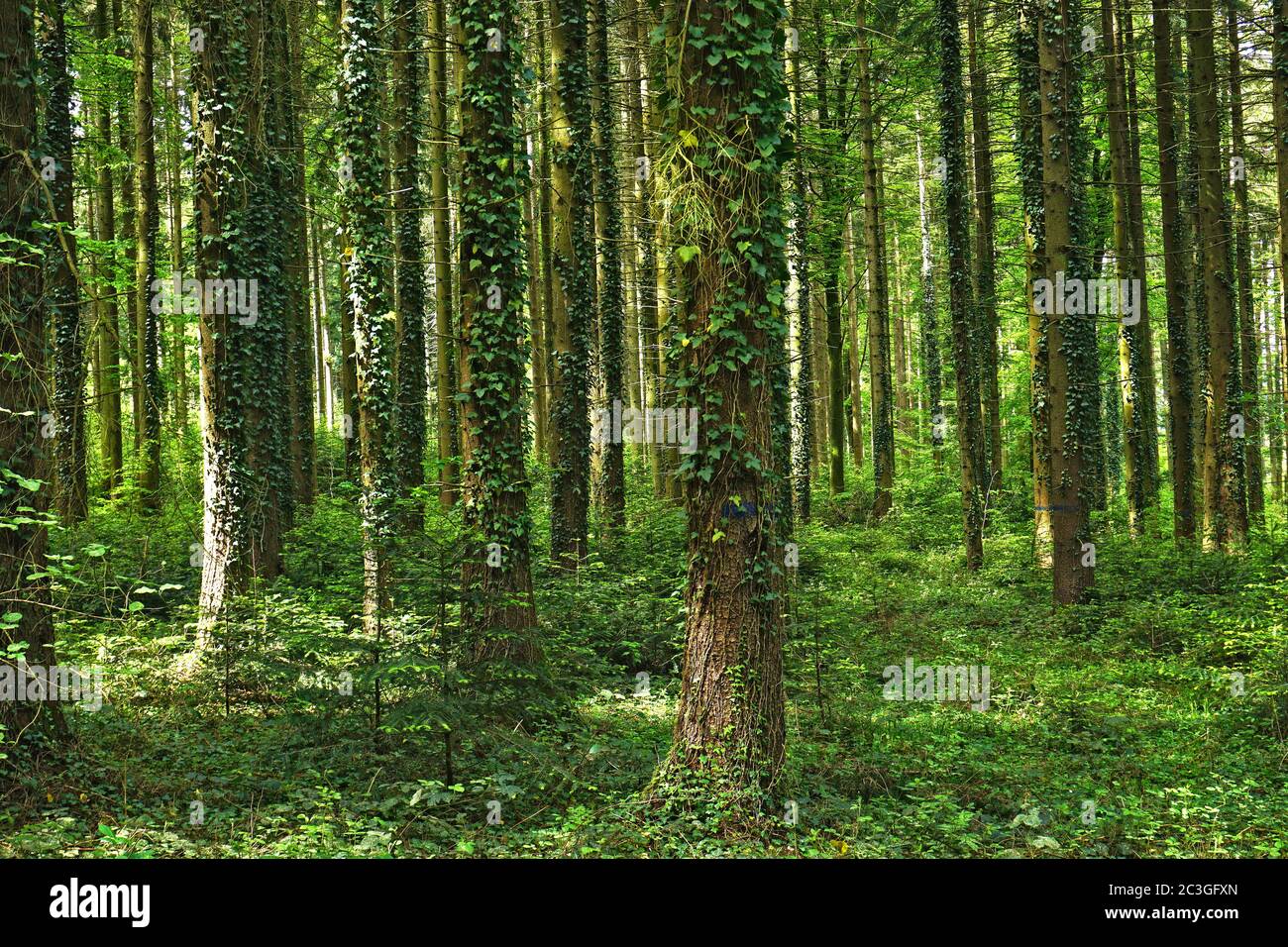 Alberi di abete rosso con edera, nella Foresta Nera vicino a Glatt vicino Sulz am Neckar, Germania Foto Stock