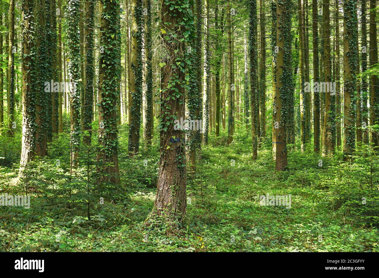 Alberi di abete rosso con edera, nella Foresta Nera vicino a Glatt vicino Sulz am Neckar, Germania Foto Stock