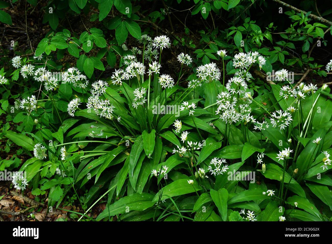 aglio dell'orso, allium ursinum Foto Stock