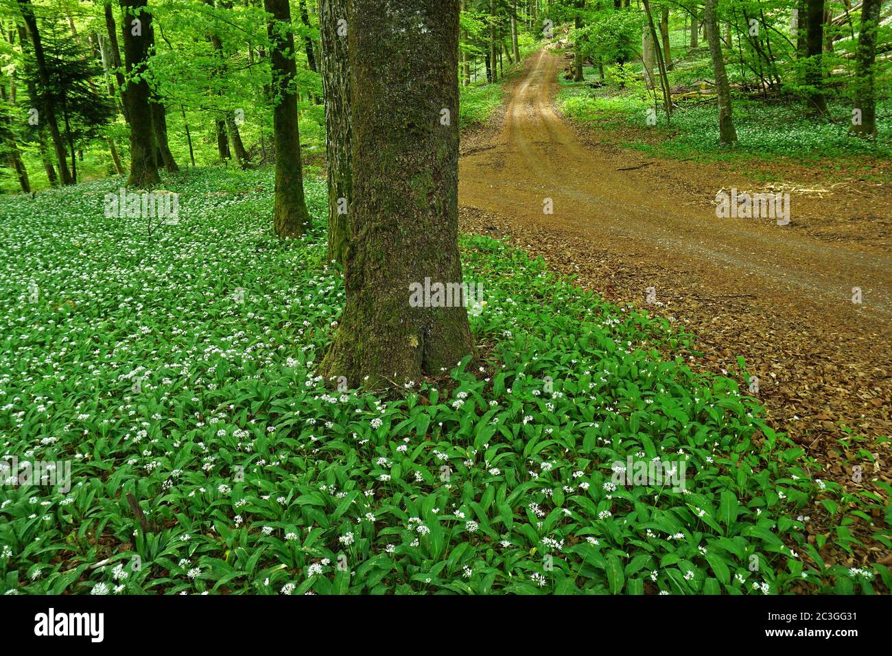 aglio dell'orso nella foresta decidua, Foto Stock