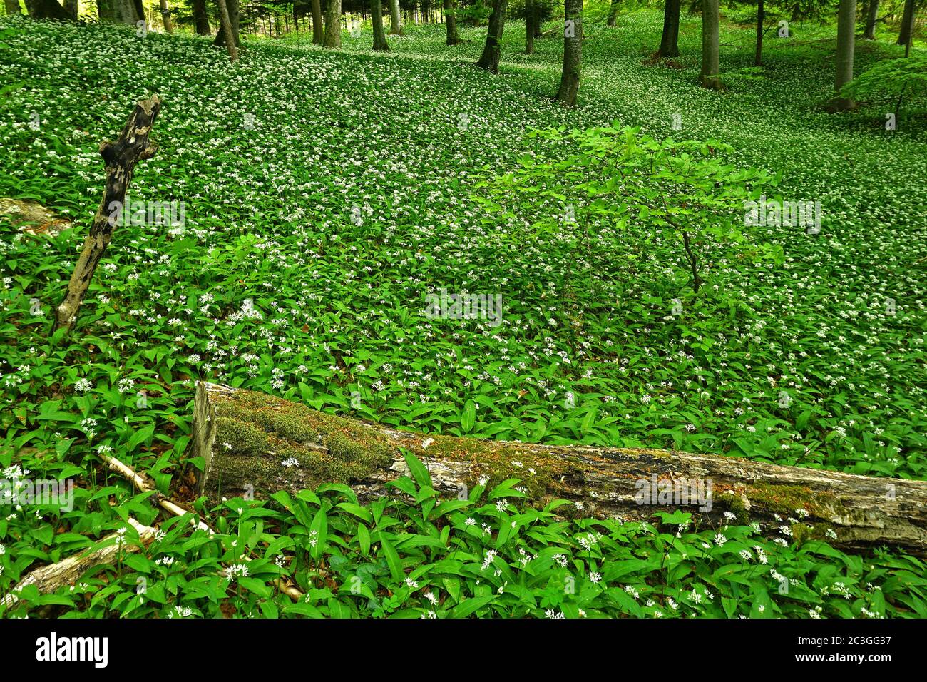aglio di legno nella foresta decidua, Foto Stock