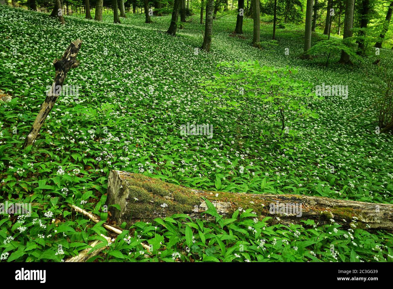 aglio di legno nella foresta decidua, Foto Stock