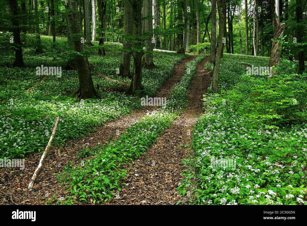 aglio selvatico nella foresta decidua, Foto Stock