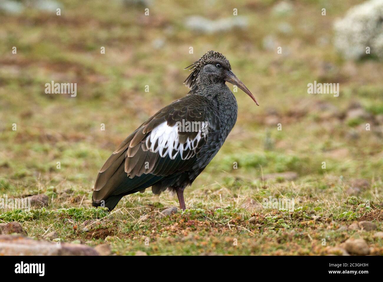 Ibis wattled (Bostrychia carunculata) Foto Stock