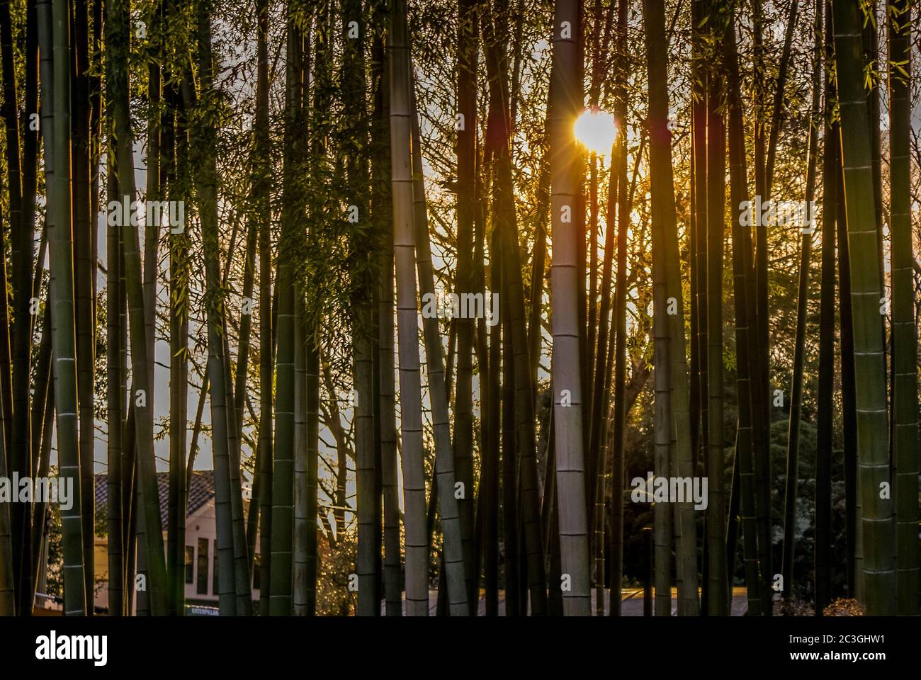 Foresta di bambù dell'immagine che è stata illuminata dal sole che tramonta Foto Stock