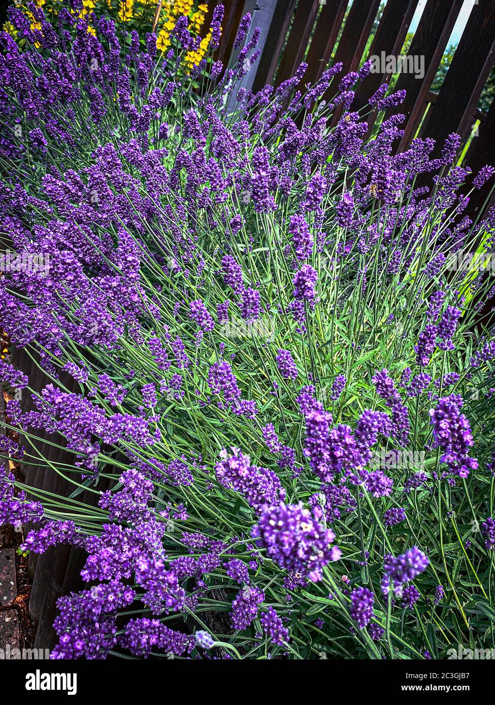 Bella lavanda al recinto giardino Foto Stock