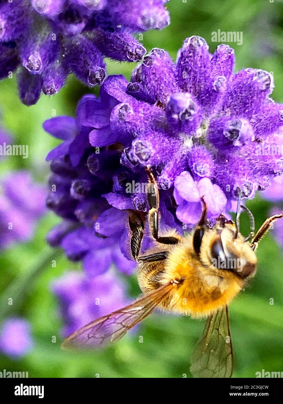 Un'ape di miele su fiore di lavanda in un giardino Foto Stock
