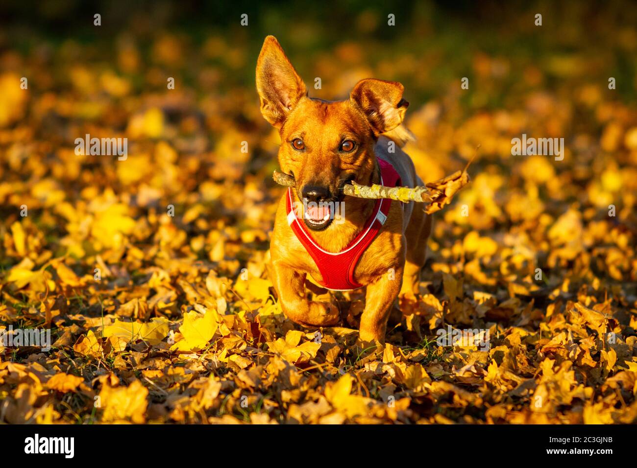 Giovane cane di razza mista marrone che corre con un bastone di legno in bocca alla luce del sole in autunno. Foto Stock