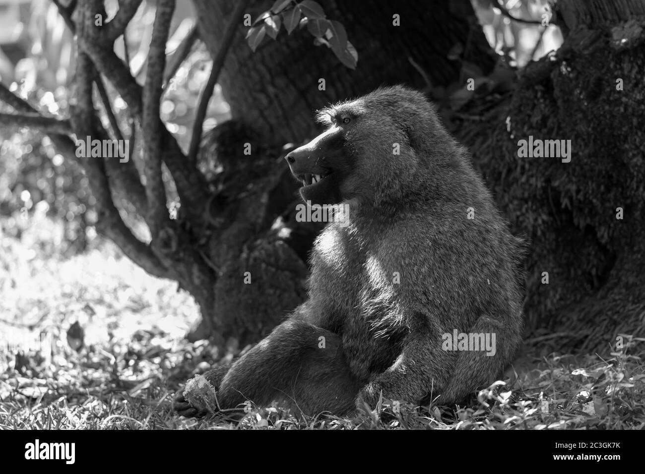 Un babbuino ha trovato una frutta e la mangia Foto Stock