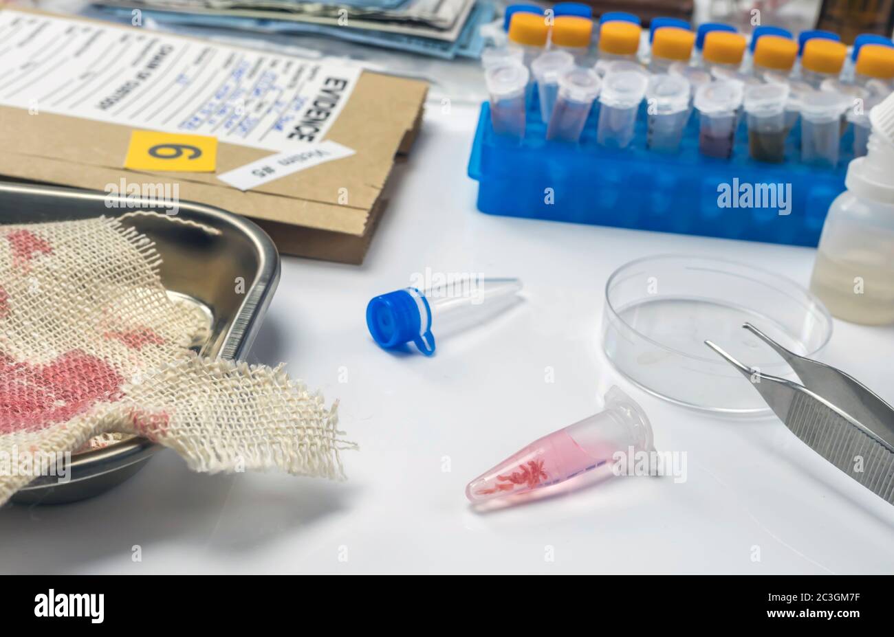 pezzo di tessuto macchiato di sangue appartenente alla vittima di omicidio, immagine concettuale Foto Stock