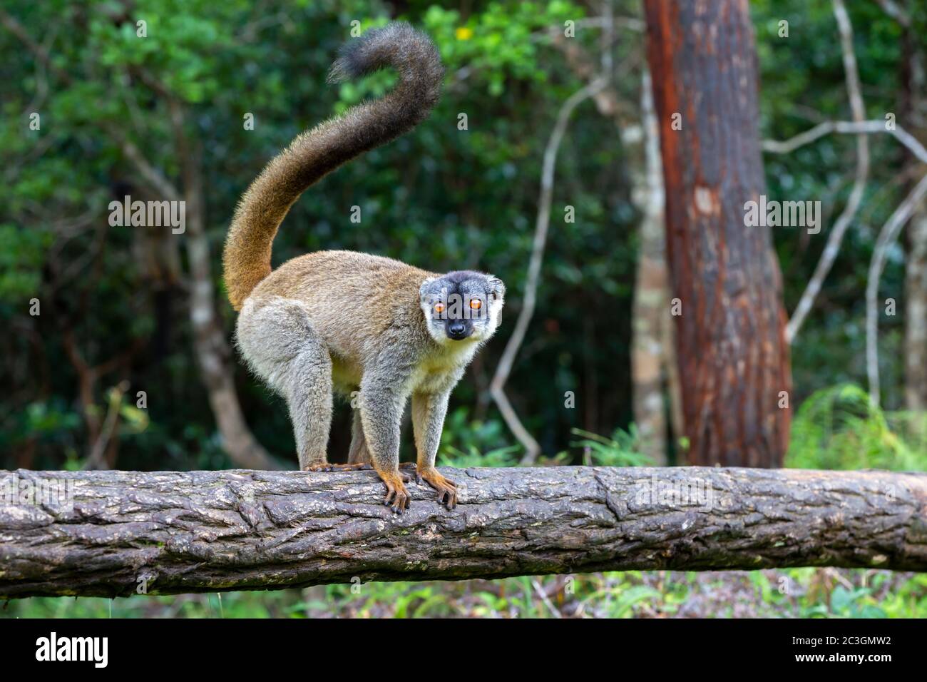 Alcuni lemuri bruni giocano nel prato e un tronco di albero e stanno aspettando i visitatori Foto Stock