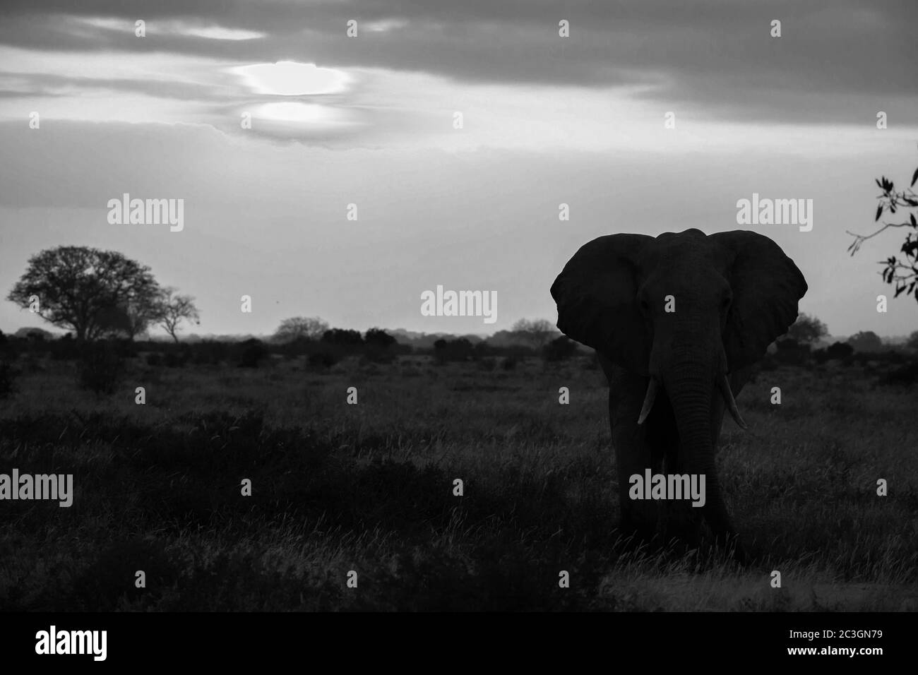 Un elefante si trova nella savana al tramonto Foto Stock