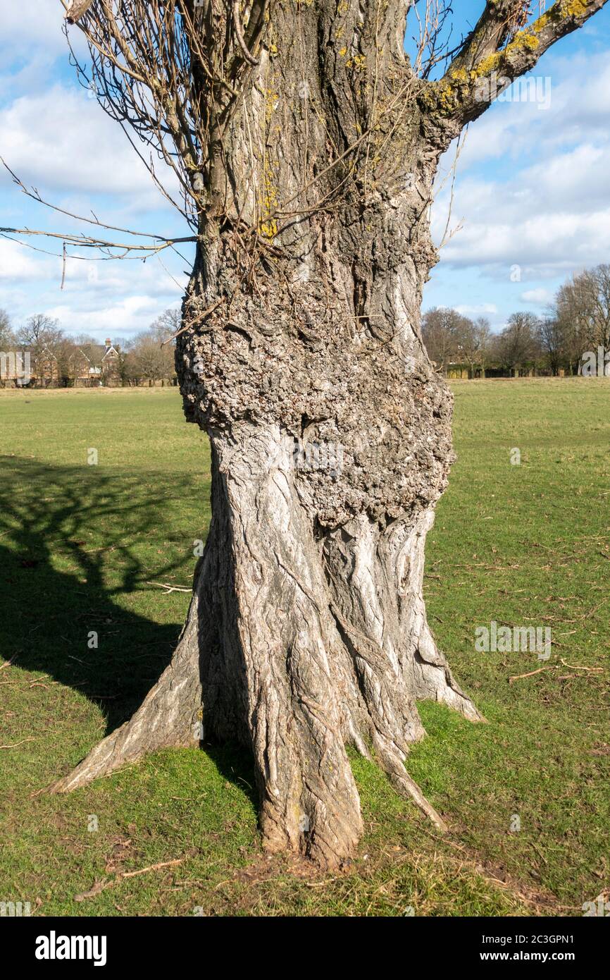 Dettaglio che mostra la corteccia di un albero di Pioppo della Lombardia (Populus nigra) in primavera (1 marzo) a Bushy Park, vicino a Kingston, Regno Unito. Foto Stock