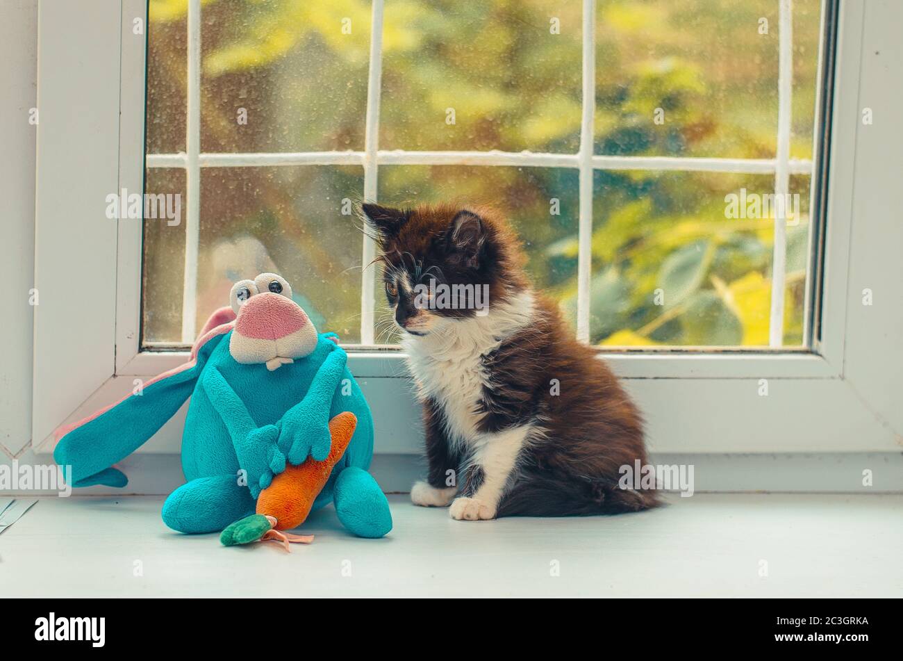 Gattino bianco e nero seduto vicino a un giocattolo blu Foto Stock