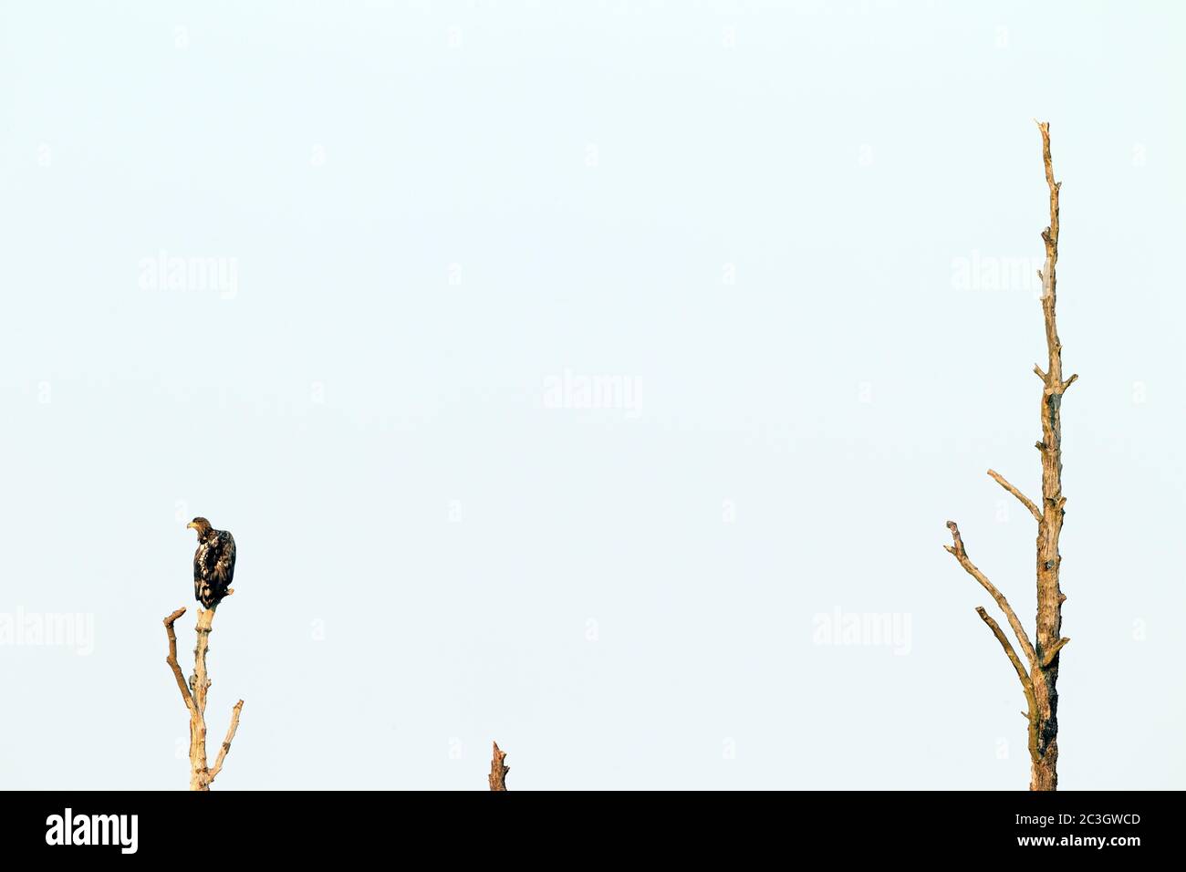 Aquila dalla coda bianca immatura riposante su un albero di quercia / albicilla di Haliaetus Foto Stock