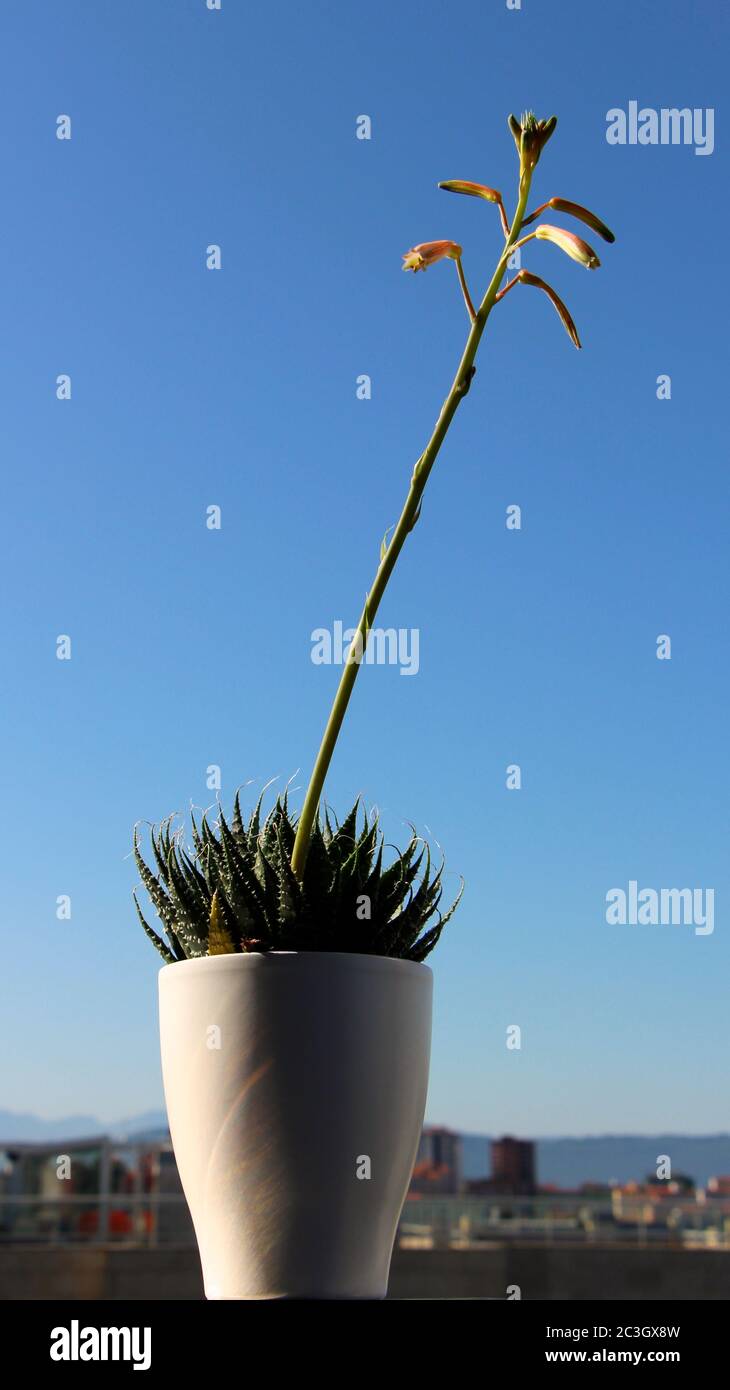 Aloe vera pianta con fiori rosa con edifici in lontananza in un vaso bianco in luce naturale Foto Stock