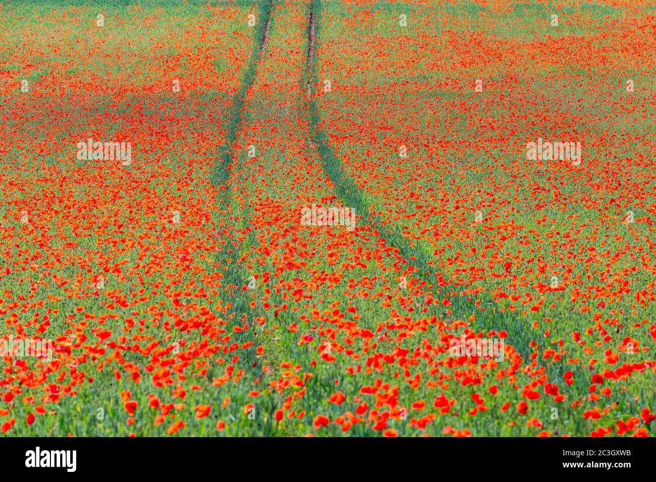 Kidderminster, Worcs, Regno Unito. 20 Giugno 2020. La mattina del Summer Solstice, un campo di grano vicino a Kidderminster, Worcestershire ha papaveri in crescita. Il tempo della settimana promette temperature crescenti. Credit: Peter Lopeman/Alamy Live News Foto Stock