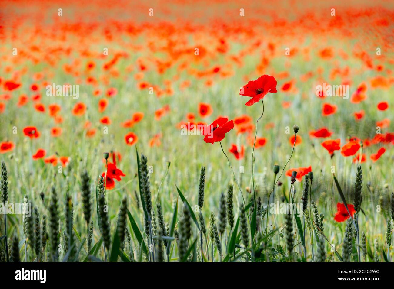 Kidderminster, Worcs, Regno Unito. 20 Giugno 2020. La mattina del Summer Solstice, un campo di grano vicino a Kidderminster, Worcestershire ha papaveri in crescita. Il tempo della settimana promette temperature crescenti. Credit: Peter Lopeman/Alamy Live News Foto Stock