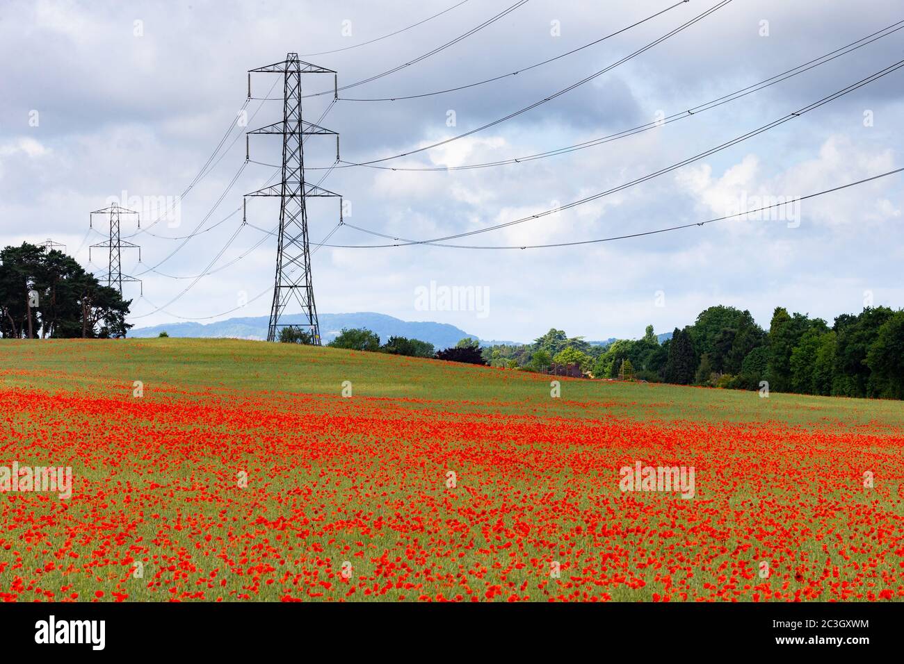Kidderminster, Worcs, Regno Unito. 20 Giugno 2020. La mattina del Summer Solstice, un campo di grano vicino a Kidderminster, Worcestershire ha papaveri in crescita. Il tempo della settimana promette temperature crescenti. Credit: Peter Lopeman/Alamy Live News Foto Stock