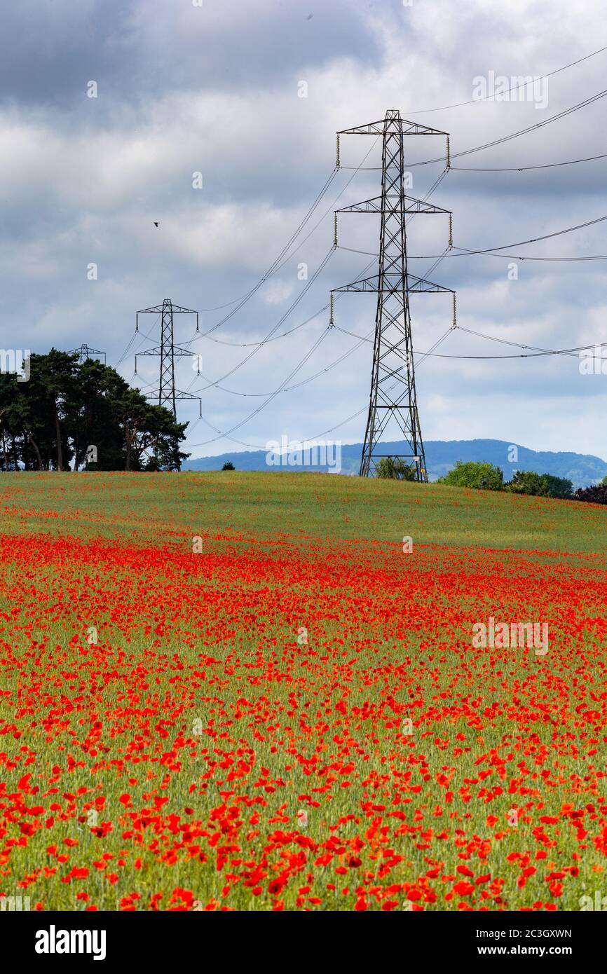 Kidderminster, Worcs, Regno Unito. 20 Giugno 2020. La mattina del Summer Solstice, un campo di grano vicino a Kidderminster, Worcestershire ha papaveri in crescita. Il tempo della settimana promette temperature crescenti. Credit: Peter Lopeman/Alamy Live News Foto Stock