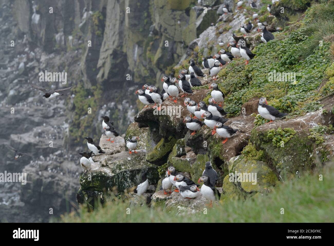 Puffins (Fratercola arctica). Grimsey Island, Islanda, luglio 2019 Foto Stock