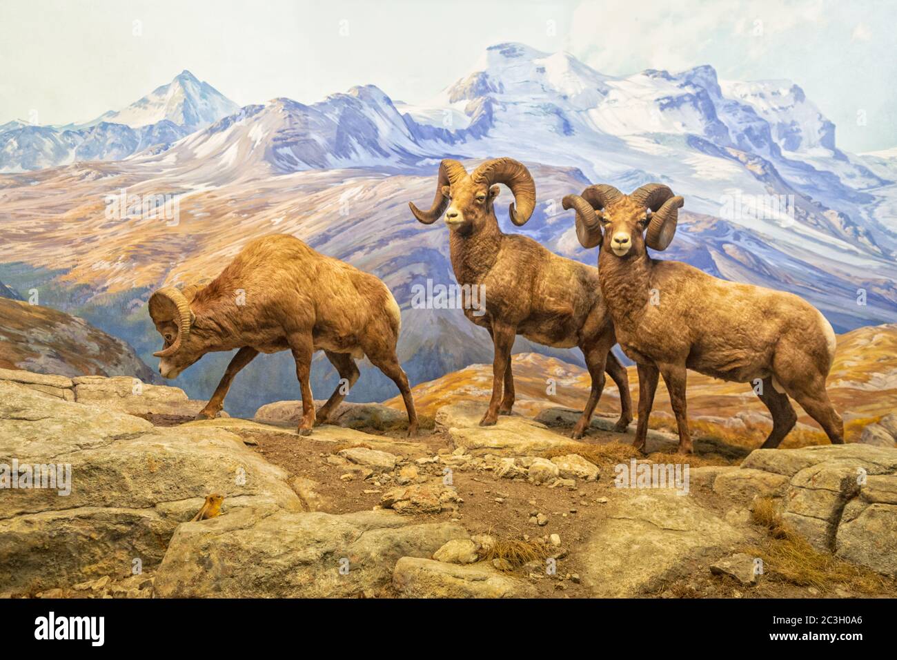 Bighorn Sheep Diorama in Hall of North American Mammals in American Museum of Natural History, NYC Foto Stock