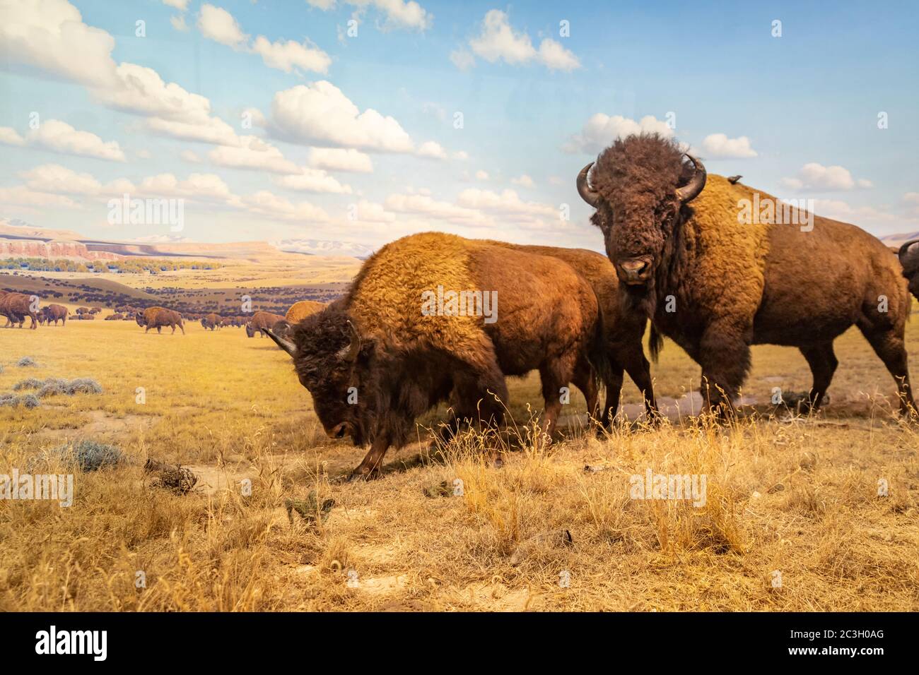 Diorama bisonte americano nella Hall of North American Mammals in American Museum of Natural History, NYC Foto Stock