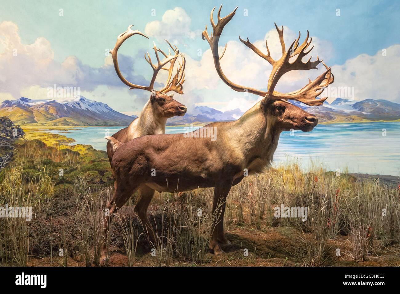 Porcupine caribou (Gant's caribou) (Rangifer tarandus grandi) Diorama in American Museum of natural history, NYC Foto Stock