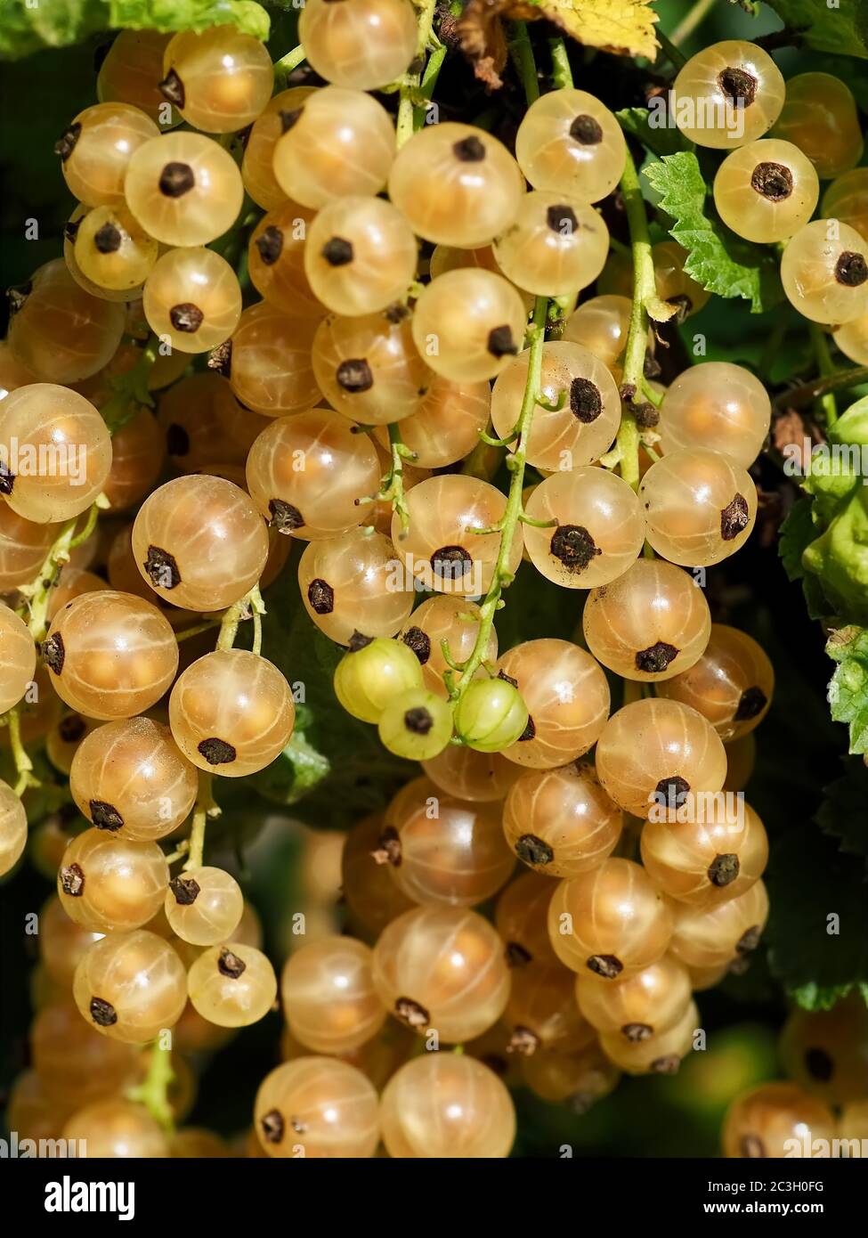 Macro di ribes rosso a un cespuglio che matura al sole Foto Stock