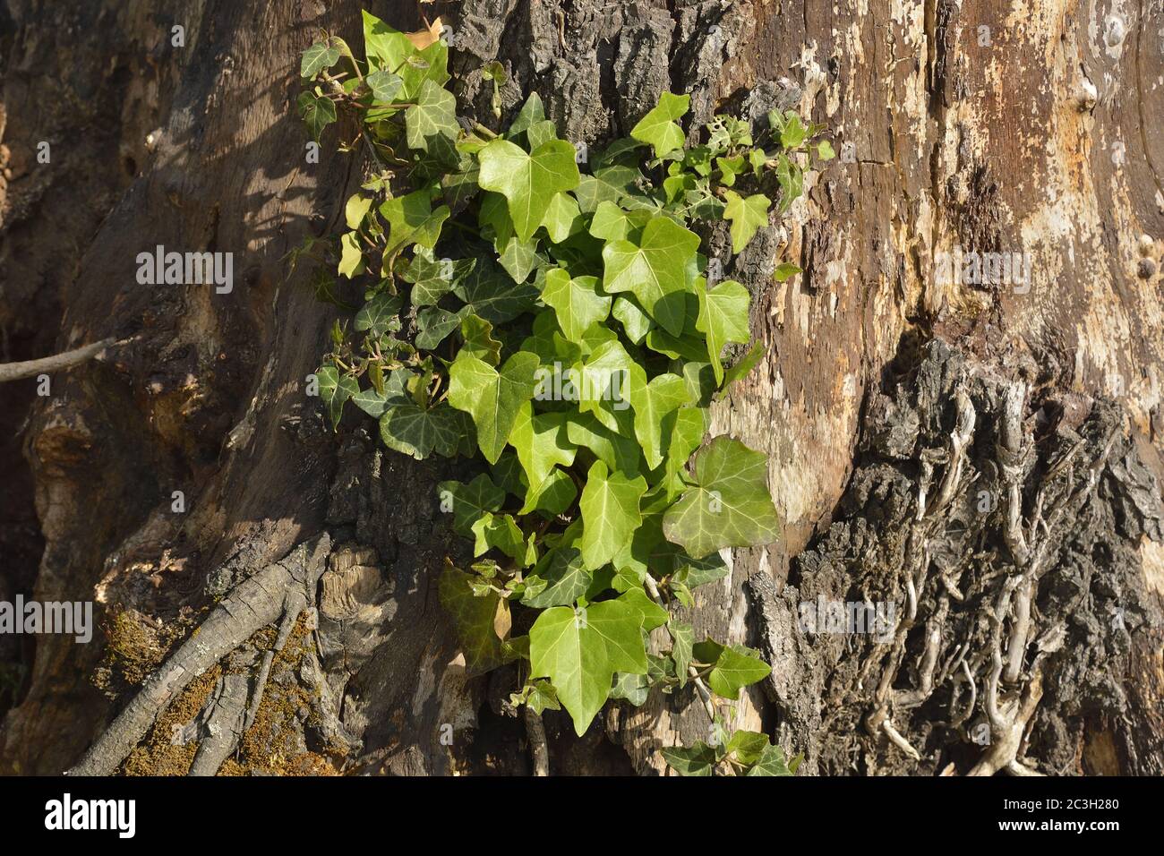 Edera inglese su un albero Foto Stock