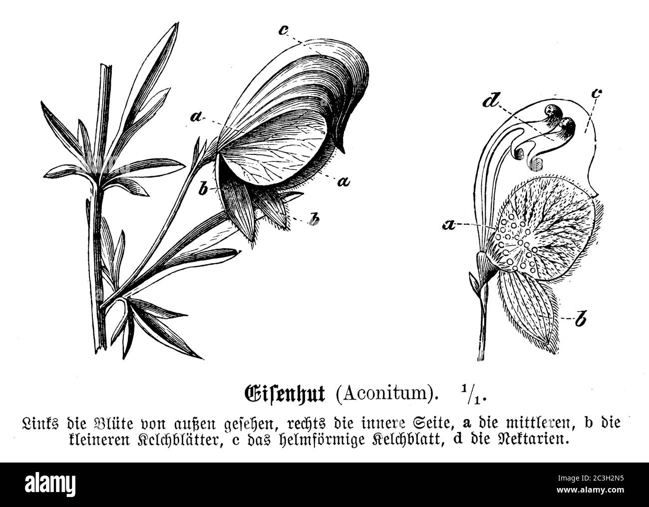 Cappa monaca / Aconitum napellus / Blauer Eisenhut (, ) Foto Stock