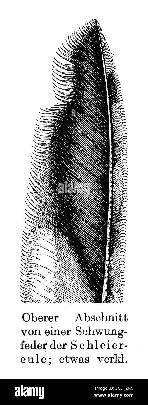 Gufo di granaio / tipo alba / Schleierule (libro zoologico, 1928) Foto Stock
