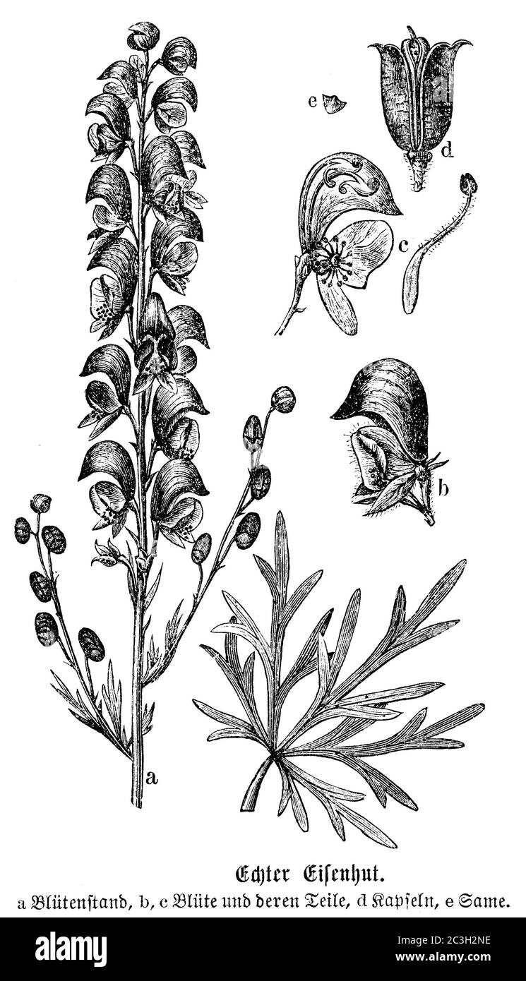 Cappotta di Mistico / Aconitum napellus / Blauer Eisenhut (libro di botanica, 1880) Foto Stock