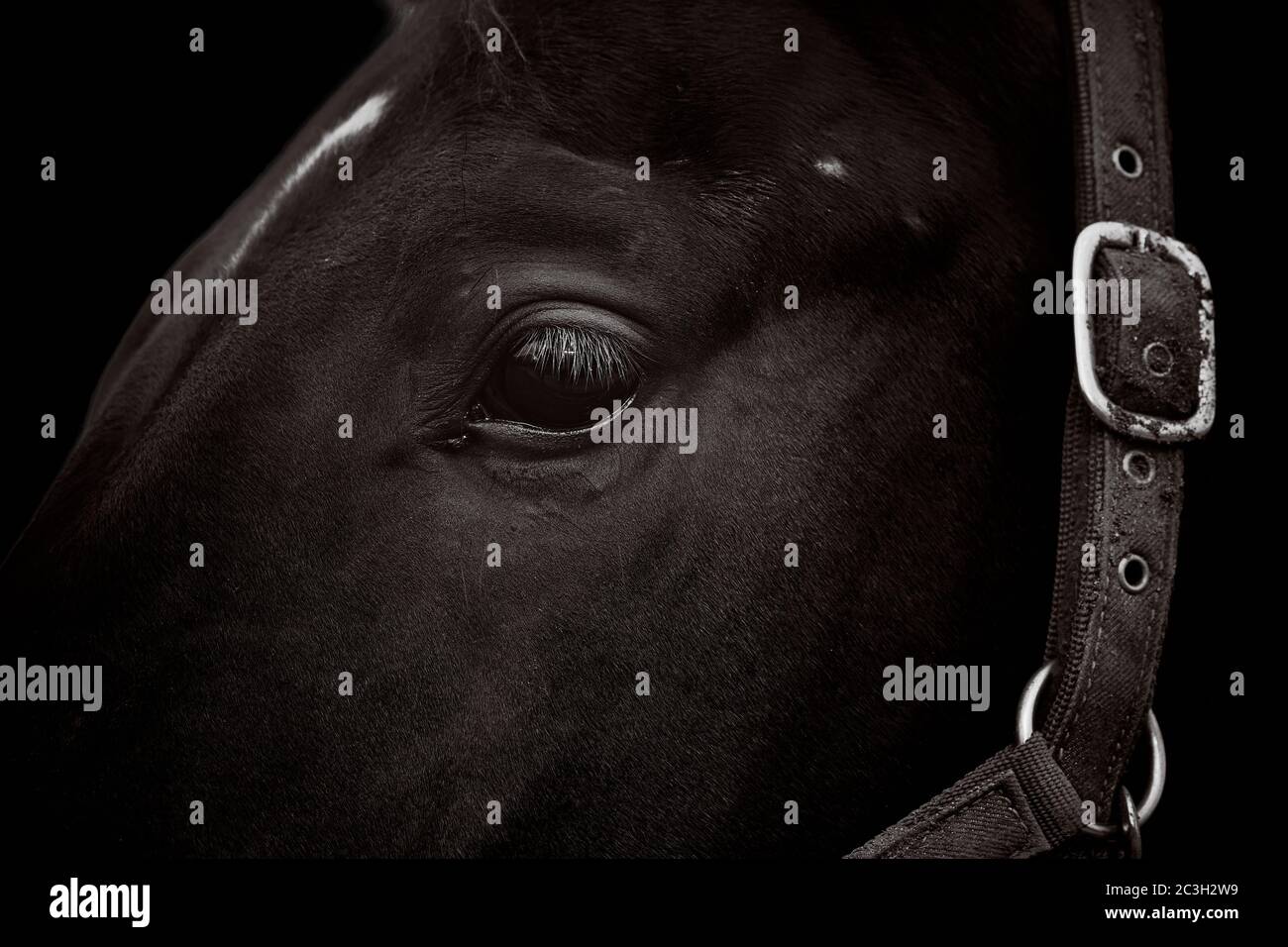 Primo piano di una bella testa di cavallo con briglia isolato sopra sfondo nero Foto Stock