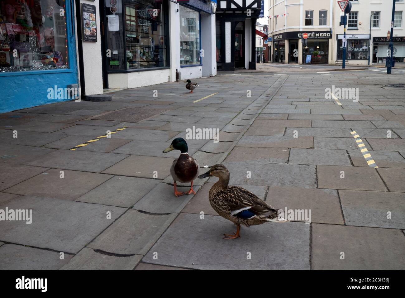 Le anatre di Mallard si sono arenate nel centro di Warwick durante il blocco pandemico del Covid-19 del 2020, Warwickshire, Inghilterra, Regno Unito Foto Stock