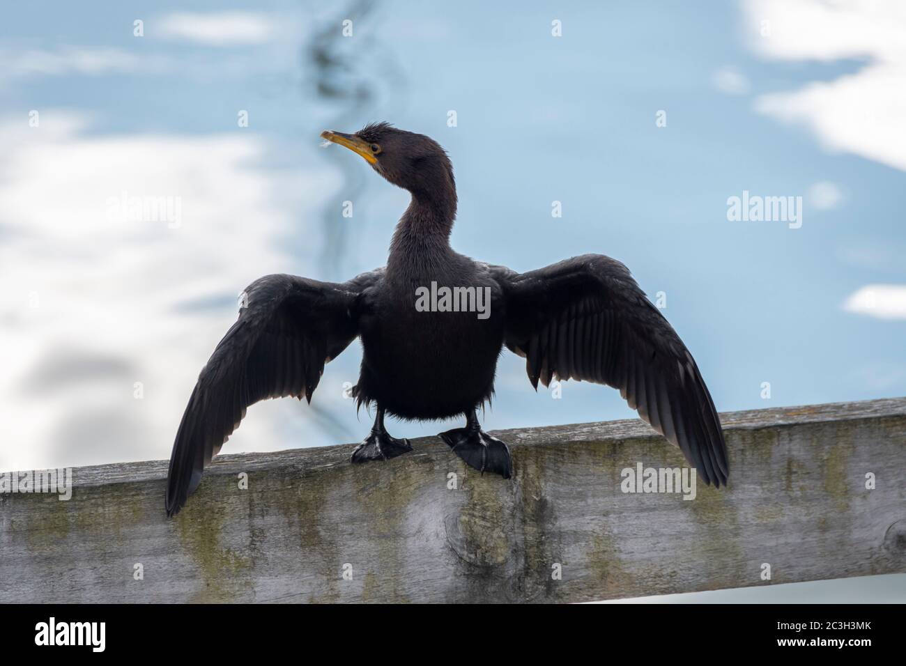 Little Black Shag asciugando le ali, Wellington, Isola del Nord, Nuova Zelanda Foto Stock