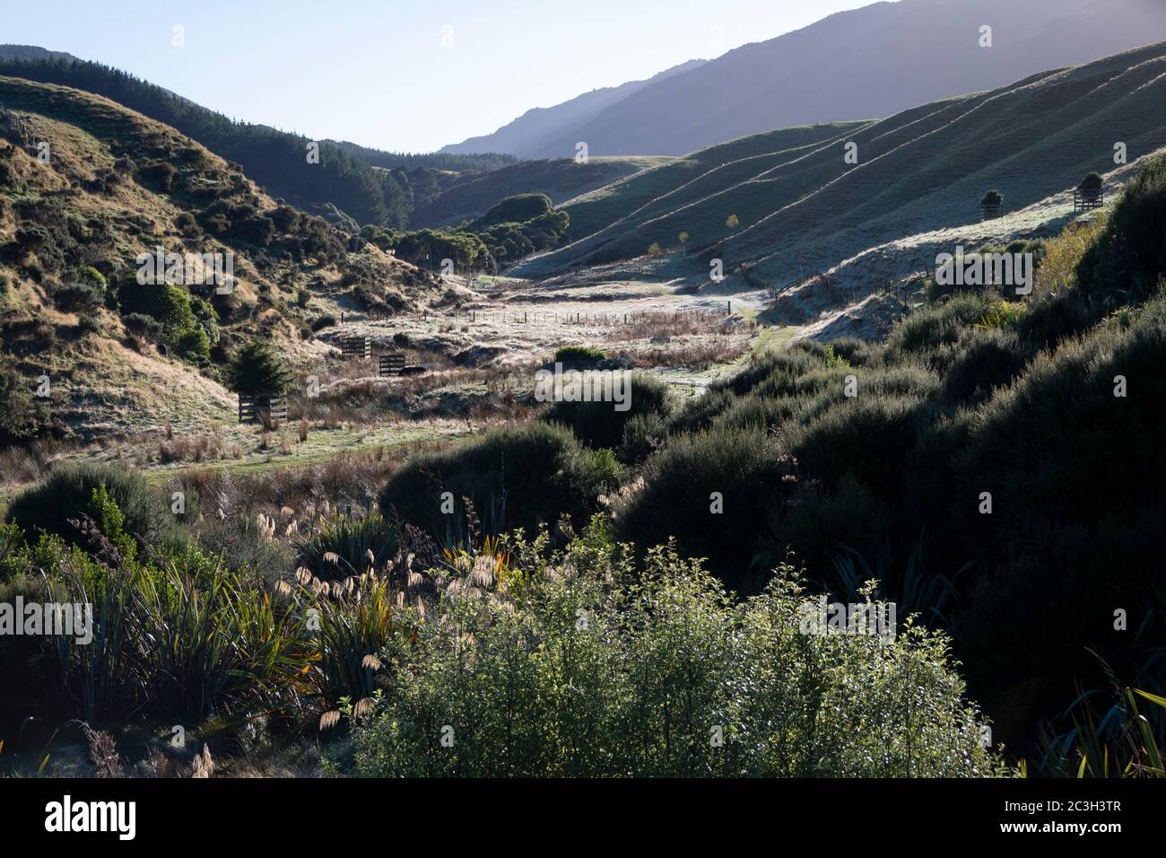 Terreni collinari, Parco Regionale di Battle Hill, vicino a Pauatahanui, Porirua, Wellington, Isola del Nord, Nuova Zelanda Foto Stock