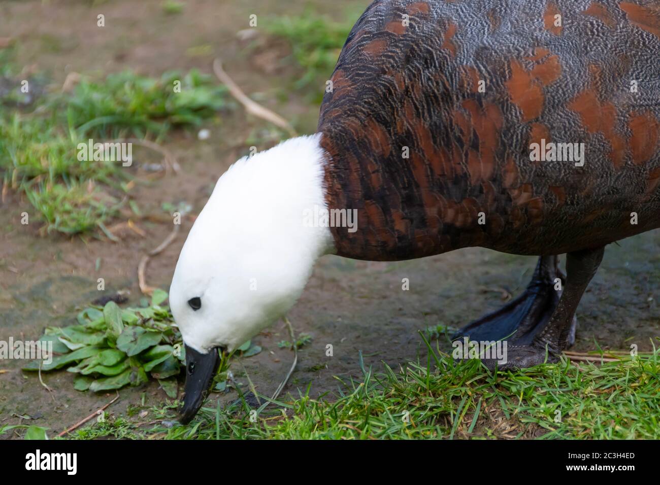 Paradise shelduck (Tadorna variegata) presso la riserva naturale di Zealandia, Wellington, Isola del Nord, Nuova Zelanda Foto Stock