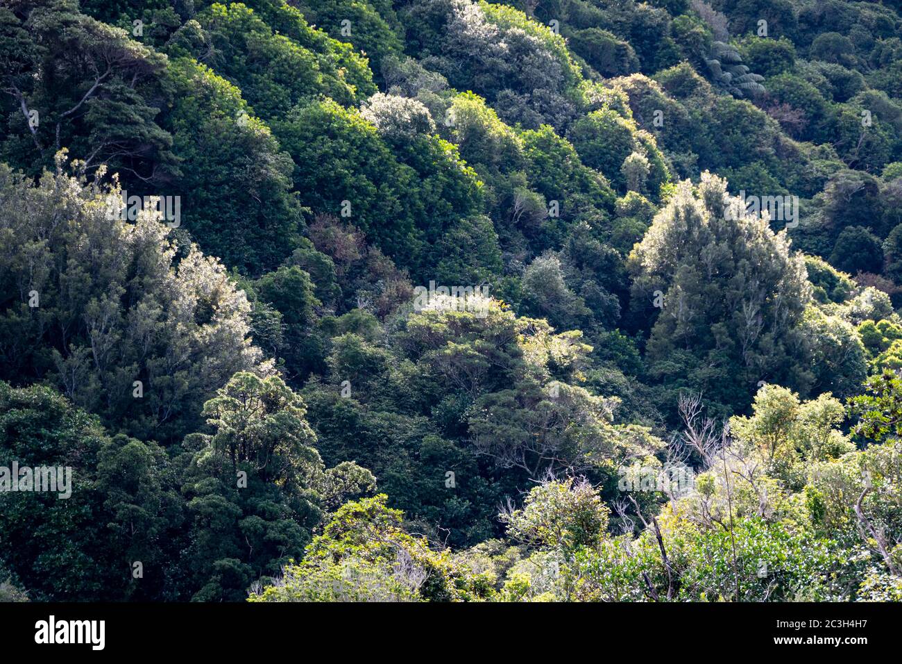 Foresta pluviale su una collina presso la riserva naturale di Zealandia, Wellington, Isola del Nord, Nuova Zelanda Foto Stock