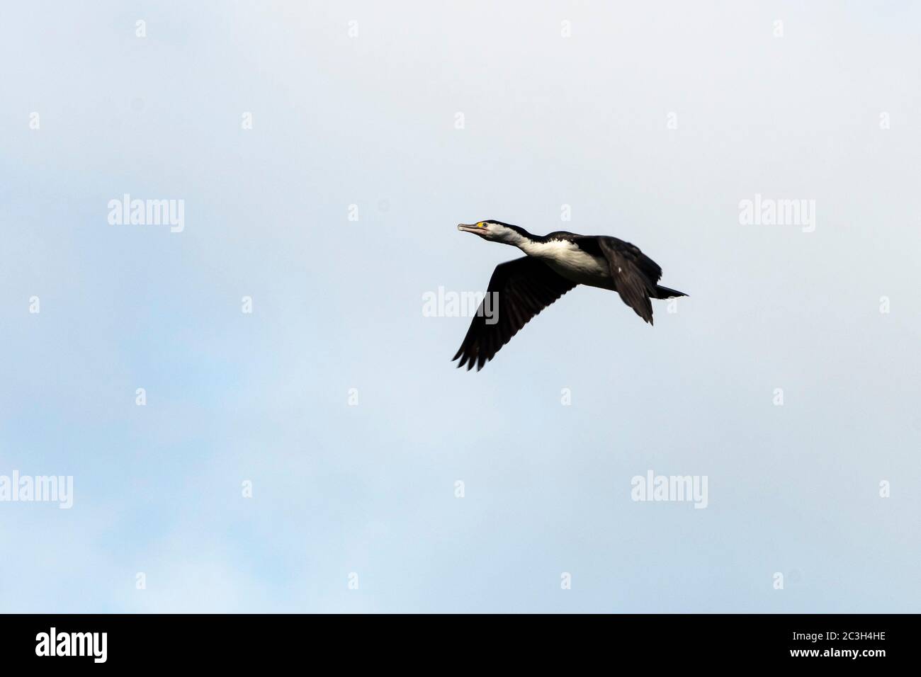 Pied Shag che sorvola la riserva naturale di Zealandia, Wellington, Isola del Nord, Nuova Zelanda Foto Stock