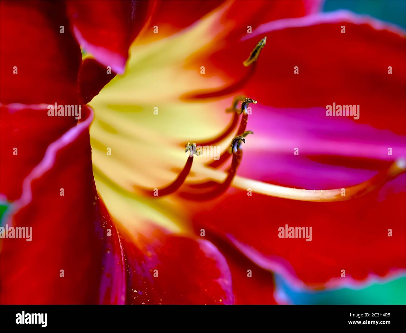 Giardino con bellissimi gigli in fiore Foto Stock