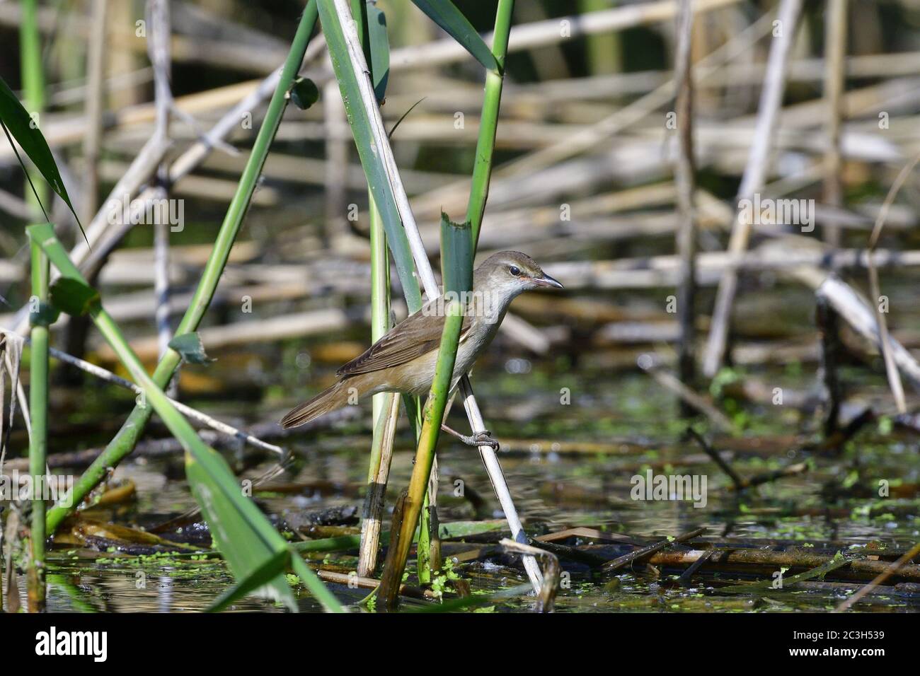 Eurasian reed trillo Foto Stock