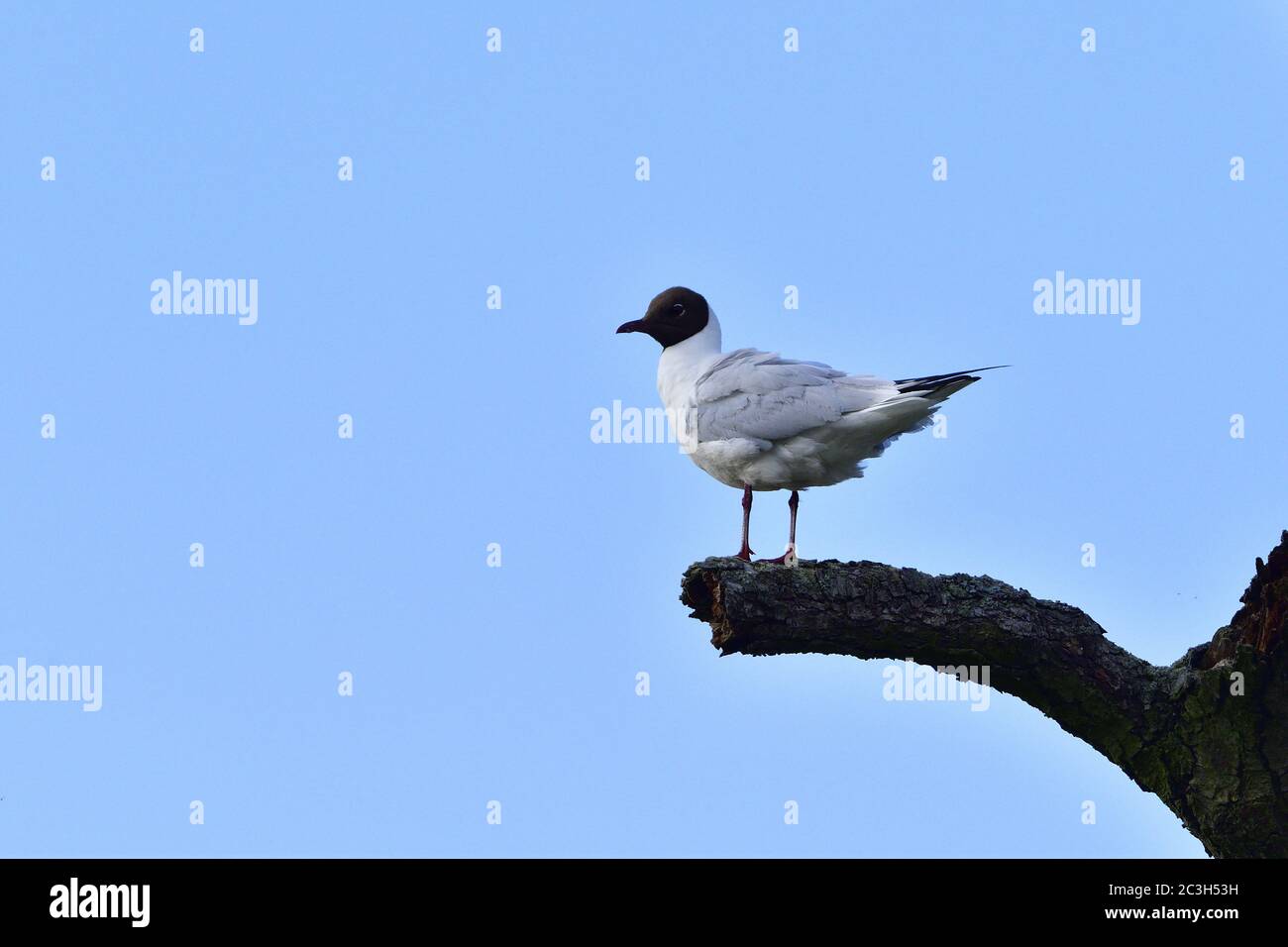 A testa nera gabbiano Foto Stock