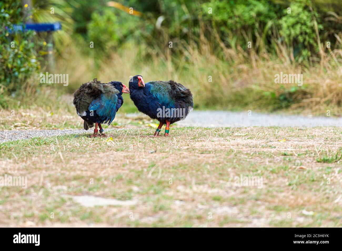 L'uccello Takahe. Un uccello senza luce indigeno della Nuova Zelanda fotografato vicino a Wellington Foto Stock
