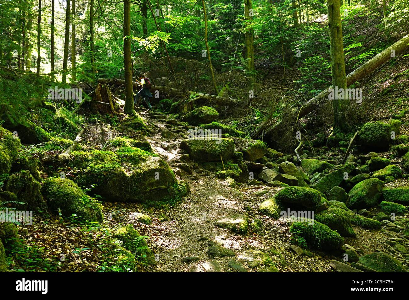 Gola del lupo vicino Calw-Ernstmühl nella Foresta Nera, Germania Foto Stock