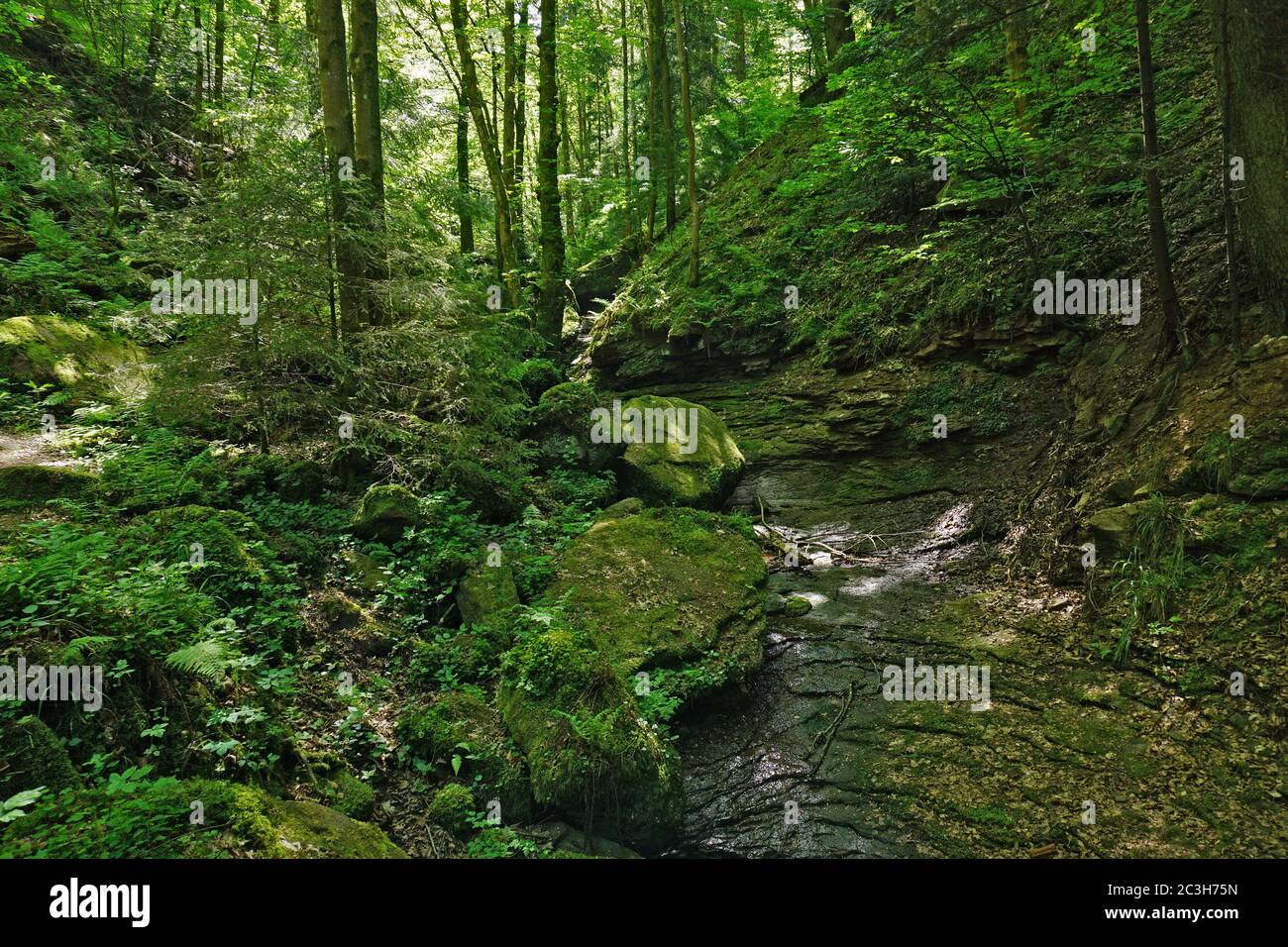 Gola del lupo vicino Calw-Ernstmühl nella Foresta Nera, Germania Foto Stock