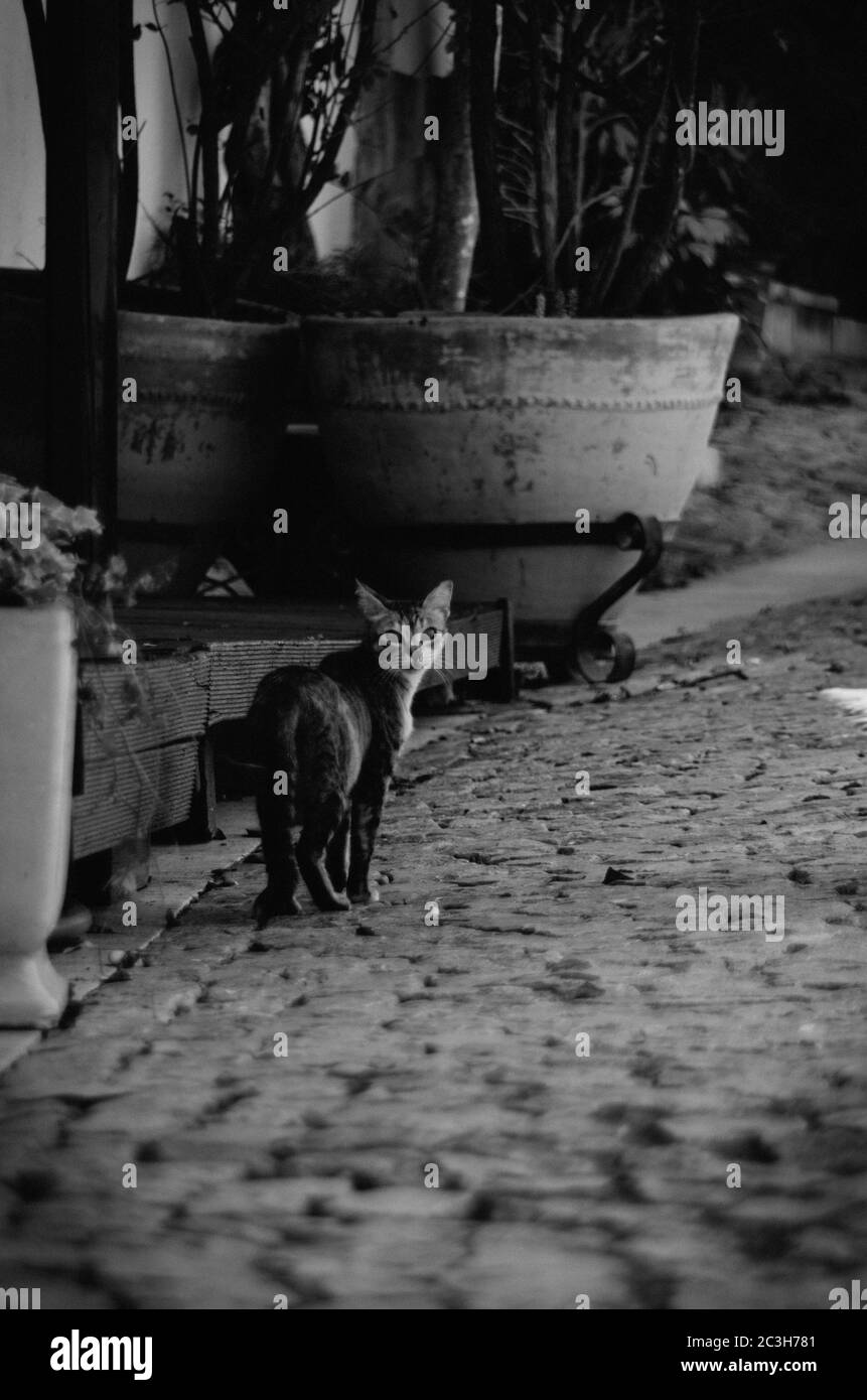 Immagine verticale in scala di grigi di un gatto che guarda la fotocamera sotto le luci di Cascais, Portogallo Foto Stock